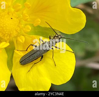 (Oedemera lurida) Insecta Stockfoto