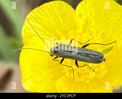 (Oedemera lurida) Insecta Stockfoto