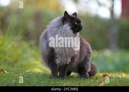 Schwarz rauchfarbene norwegische Waldkatze, die auf einem Gartenweg steht Stockfoto