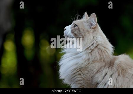 Hübscher norwegischer Waldkatze, der seine Kopflinien und sein Profil zeigt Stockfoto
