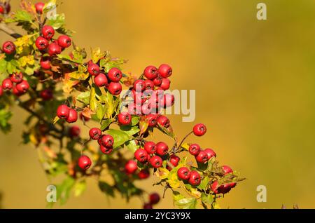 Weißdornbeeren Stockfoto