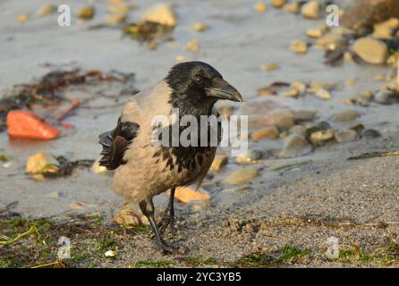 Krähe mit Kapuze am Strand Stockfoto