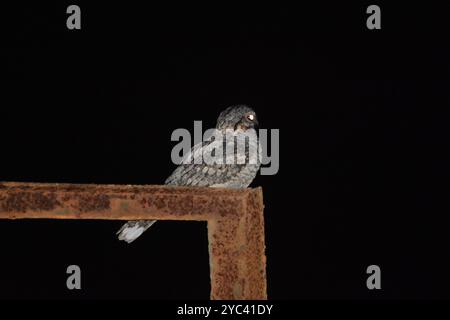 Dschungel Nightjar (Caprimulgus indicus) Aves Stockfoto