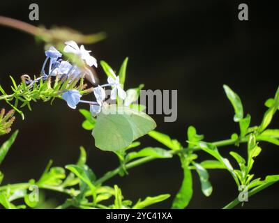 Afrikanischer Migrant (Catopsilia florella) Insecta Stockfoto