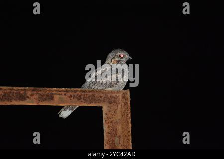 Dschungel Nightjar (Caprimulgus indicus) Aves Stockfoto