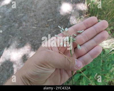 FeldKnoblauch (Allium oleraceum) Plantae Stockfoto