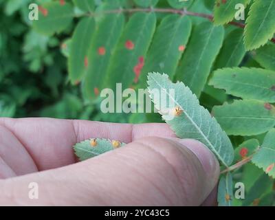 rowan Crown (Gymnosporangium cornutum) Pilze Stockfoto