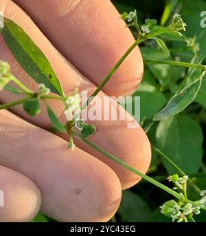 Grassleaf Spurge (Euphorbia graminea) Plantae Stockfoto