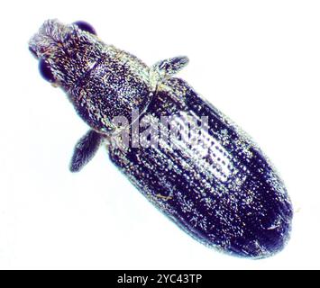 Pea Weevil (Sitona lineatus) Insecta Stockfoto