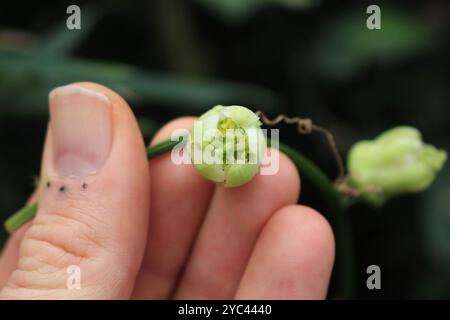 Doppelblume Passionsblume (Passiflora biflora) Plantae Stockfoto