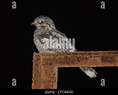 Dschungel Nightjar (Caprimulgus indicus) Aves Stockfoto