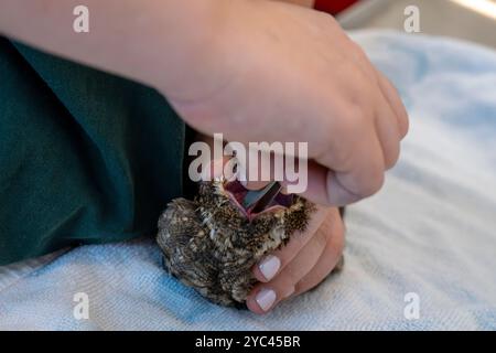 Tierärztliches Personal füttert eine im Krankenhaus aufgenommene europäische Nachtkanne (Caprimulgus europaeus) سبد أوروبي, während diese Vogelart in fl jagt und isst Stockfoto