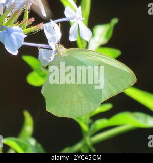 Afrikanischer Migrant (Catopsilia florella) Insecta Stockfoto