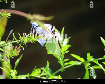 Afrikanischer Migrant (Catopsilia florella) Insecta Stockfoto