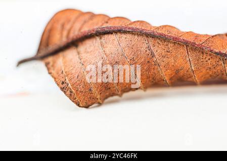 Details, Kurven, Muster und Textur der Guave-Blätter. Stockfoto