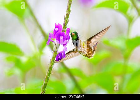 Männliche Coquette (Lophornis helenae), die Nektar von der Porterweed-Blüte (Stachytarpheta frantzii) ernährt, Costa Rica. Stockfoto