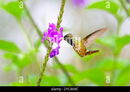 Männliche Coquette (Lophornis helenae), die Nektar von der Porterweed-Blüte (Stachytarpheta frantzii) ernährt, Costa Rica. Stockfoto