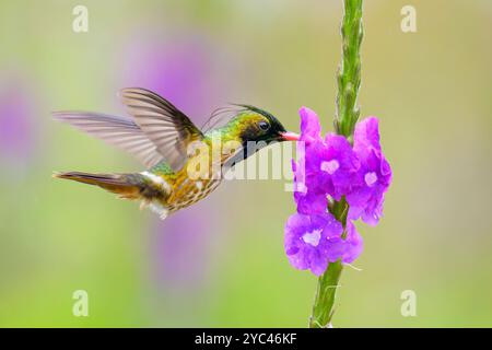 Männliche Coquette (Lophornis helenae), die Nektar von der Porterweed-Blüte (Stachytarpheta frantzii) ernährt, Costa Rica. Stockfoto