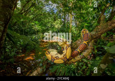 Boa Constrictor (Boa constrictor) ist auf einem Zweig im Regenwald in Sarapiqui, Costa Rica, aufgerollt. Stockfoto