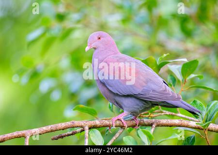 Rotschnabeltaube (Patagioenas flavirostris) auf einem Zweig im Regenwald in Costa Rica. Stockfoto