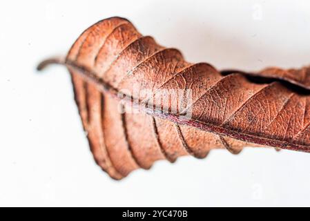 Trockene Rote Lippe ( Syzygium myrtifolium ) Blattkurven und -Muster - Kampala - Uganda( Stockfoto