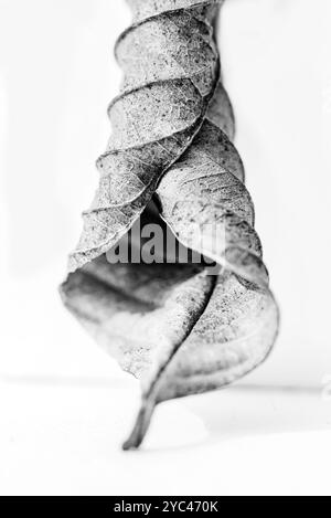 Details, Kurven, Muster und Textur der Guave-Blätter. Stockfoto