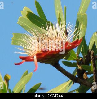 Sugarbush (Protea caffra caffra) Plantae Stockfoto