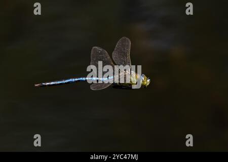 Blauer Kaiser (Anax Imperator), der im August 2024 Frankreich fliegt Stockfoto