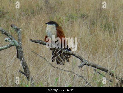 Burchell's Coucal (Centropus superciliosus burchellii) Aves Stockfoto