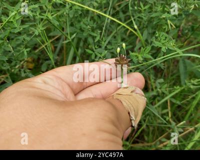 FeldKnoblauch (Allium oleraceum) Plantae Stockfoto