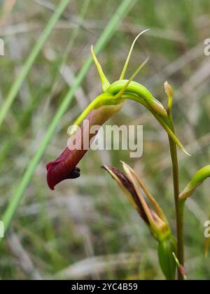 Large ZungenOrchid (Cryptostylis subulata) Plantae Stockfoto