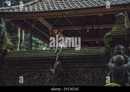 Affen in einem kunstvollen, moosbedeckten Tempel auf Bali Stockfoto