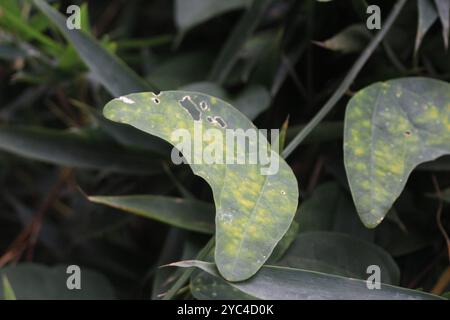 Doppelblume Passionsblume (Passiflora biflora) Plantae Stockfoto
