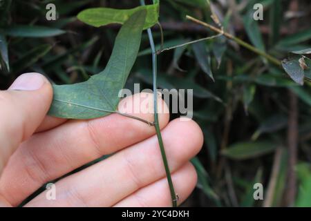 Doppelblume Passionsblume (Passiflora biflora) Plantae Stockfoto