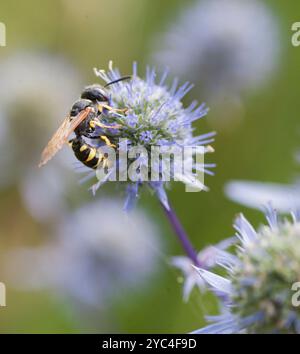 BEEWOLVES Philanthus Triangulum Rysk Martorn Eryngium Planum Stockfoto
