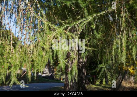 Larix decidua subsp. Dezidua Lärche mit Nadeln und Kegeln Stockfoto