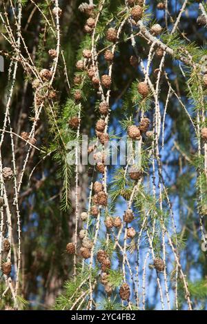 Larix decidua subsp. Dezidua Lärche mit Nadeln und Kegeln Stockfoto