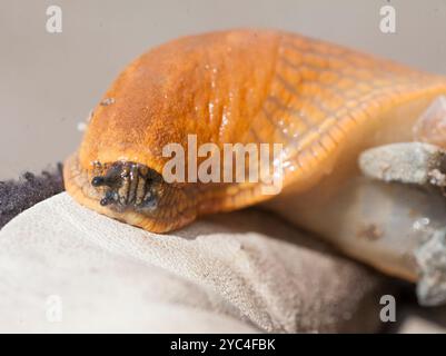 SPANISCHE SCHNECKE Arion vulgaris Killer Schnecke Stockfoto