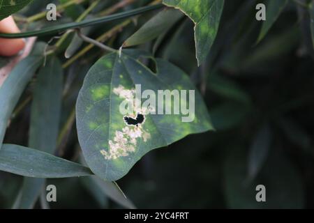 Doppelblume Passionsblume (Passiflora biflora) Plantae Stockfoto