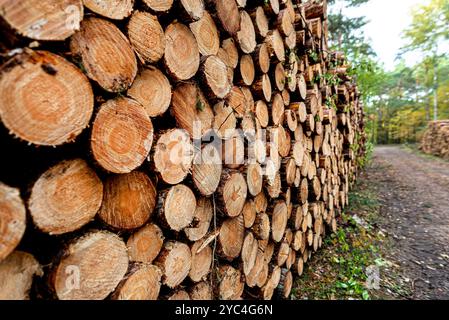 Schneiden Sie an einem Herbsttag in einem Haufen an einer Feldstraße im Wald liegende Holzstämme. Stockfoto