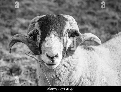 Schwarz-weiß-Bild eines Swaledale-Hörnchens Stockfoto