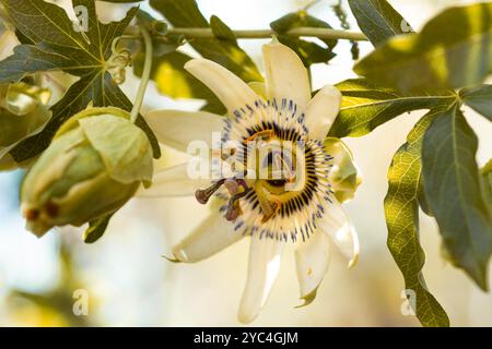 Passiflora caerulea Blüte in der Pflanze im Nahanblick Stockfoto