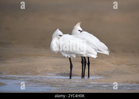 Zwei Eurasische Löffelschnabel (Platalea leucorodia) stehen mit umgedrehtem Kopf und Schnabel im Gefieder Stockfoto