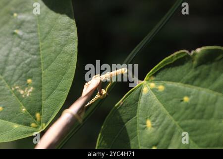 Doppelblume Passionsblume (Passiflora biflora) Plantae Stockfoto