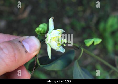 Doppelblume Passionsblume (Passiflora biflora) Plantae Stockfoto
