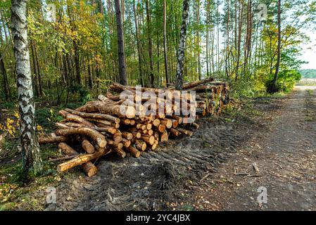 Schneiden Sie an einem Herbsttag in einem Haufen an einer Feldstraße im Wald liegende Holzstämme. Stockfoto