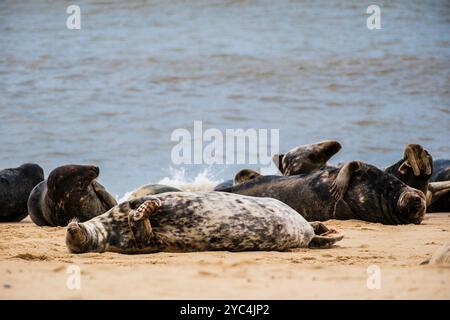 Eine Kolonie von Seehunden am Strand von Horsey Gap, Norfolk, East Anglia, England, Großbritannien, Großbritannien Stockfoto