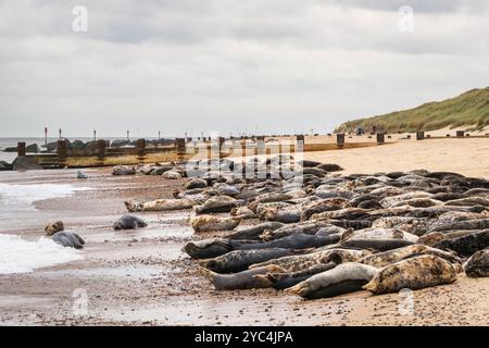 Eine große Kolonie von Seehunden, die am Strand von Horsey Gap, Norfolk, East Anglia, England, Großbritannien, ausgeruht wurden. Großbritannien Stockfoto