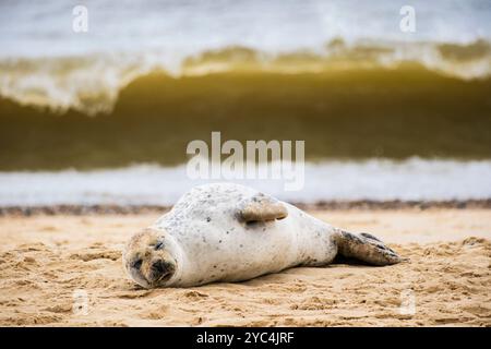 Ein graues Segel am Strand mit einer großen Welle, die in Horsey Gap, Norfolk, East Anglia, England, Großbritannien, Großbritannien Stockfoto