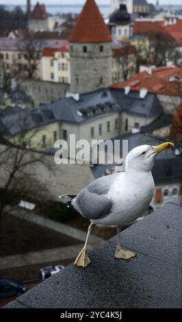 Dieses Bild zeigt eine Nahaufnahme einer Möwe auf einem Felsvorsprung vor der malerischen Kulisse von Tallinns historischer Altstadt, Estland. Die Möwe steht Stockfoto